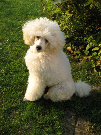 22.8.2015 na zahradě...